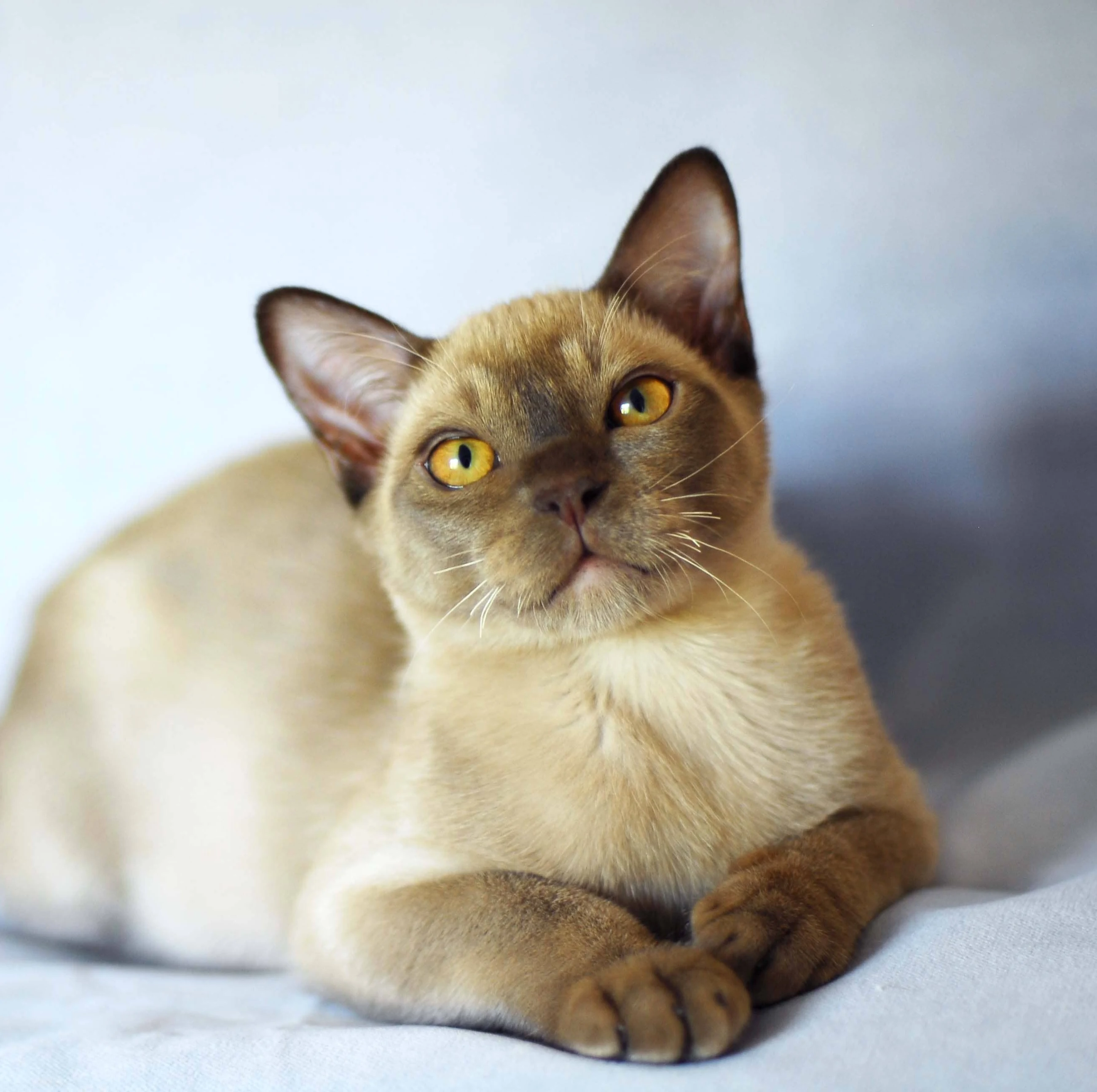 Алдында: нағыз фото